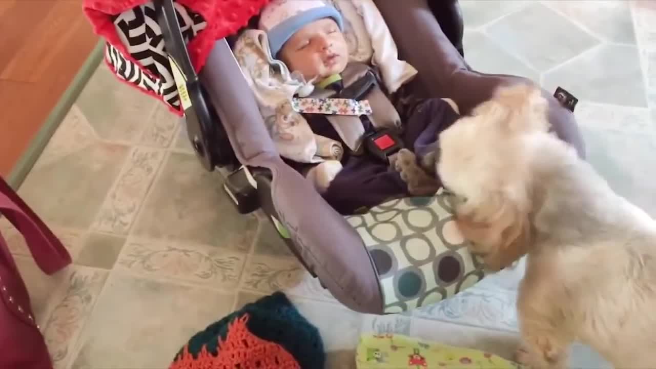 Funny Animal and Baby Videos # 1 - Best Funny Dog and Baby Videos