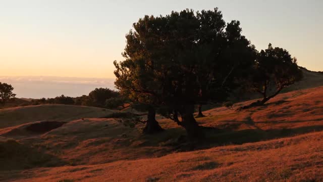 Meadow at sunset_batch