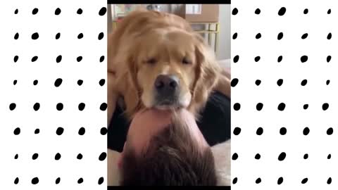 Golden Retriever Compilation