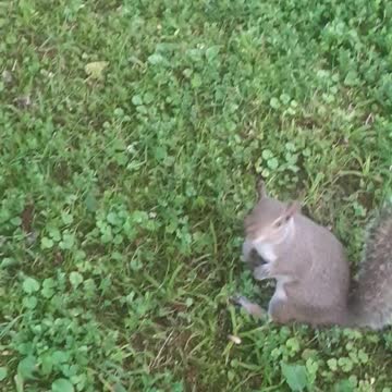 Close Up (close as I can get) of Coral's Neck Bump