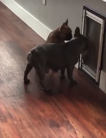 Old dog teaching new tricks :Frenchi shows pup how to use pet door