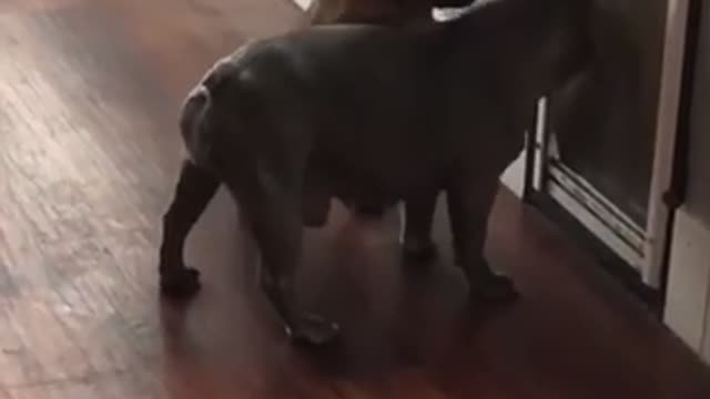 Old dog teaching new tricks :Frenchi shows pup how to use pet door