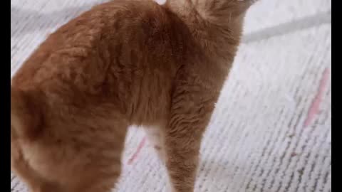 Funny Cats and Kittens Meowing