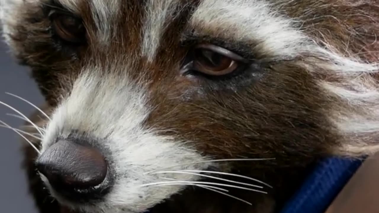 Rocket Raccoon Sculpture Timelapse - Guardians of the Galaxy (Short Version) #shorts
