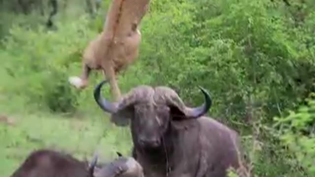 See how a group of buffalo fights against a lion