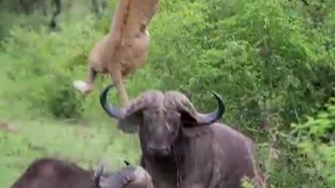 See how a group of buffalo fights against a lion