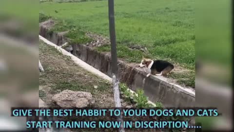 one dog is playing, watch now funny video