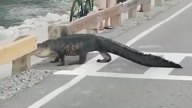 Crocodiles on the sidewalk