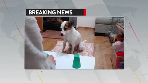 Genius dog not fooled by owner's magic trick