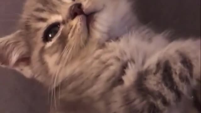 Sweet cat baby meowing