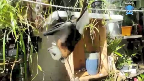 Baby flying-fox in care this is Strawberry Daiquiri with Maggie