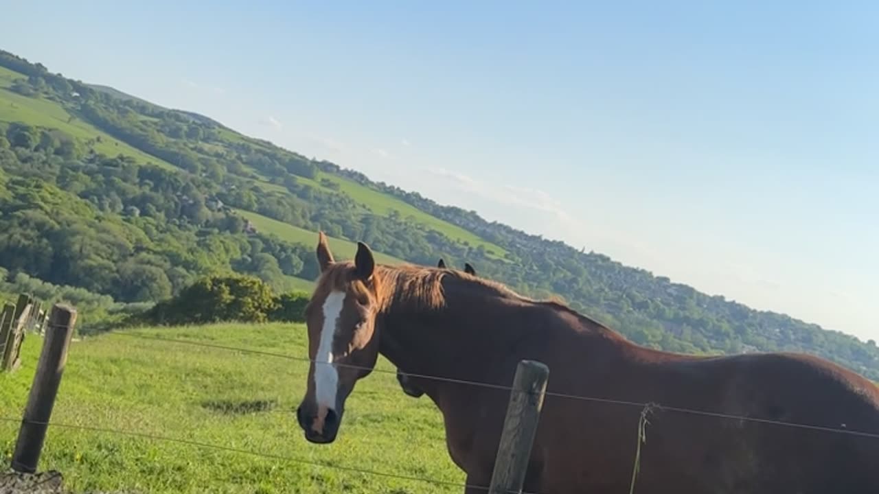 Horse in farm