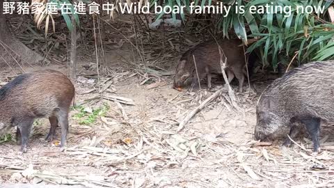 野豬進食中 Wild boar family is eating now, mhp1160, Mar 2021