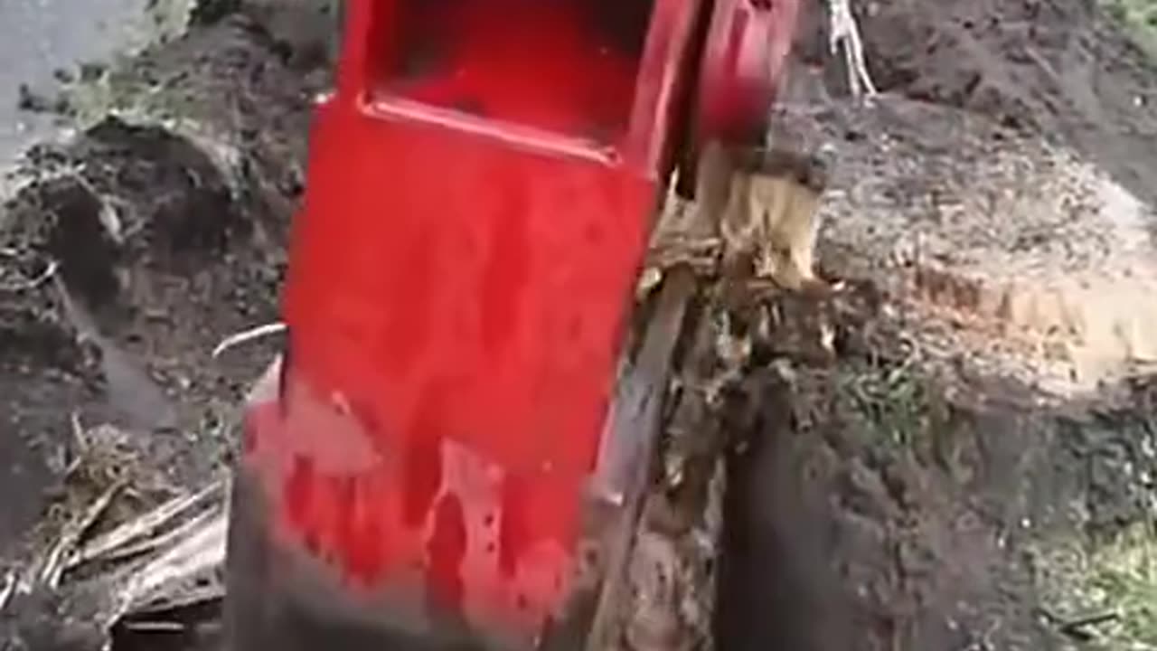 Old Tree Trunk removed by machine #trending #viral #technology #tree #trunks#shorts #old