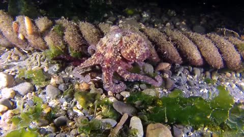 Octopus swim in the depths of the sea