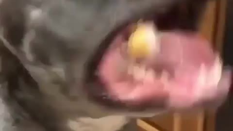 Massive pitbull eating meat quickly
