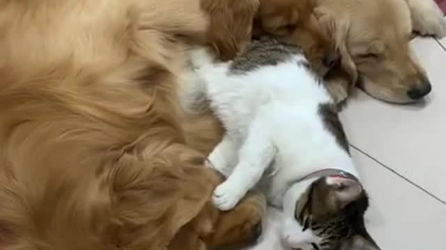 Lovely and Funny Cat vs Dog Videos 2021 Funny animals video