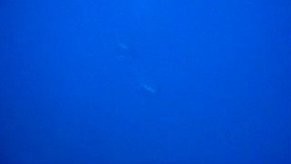 Dropping in on The Sea Tiger!
