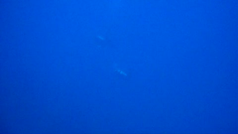 Dropping in on The Sea Tiger!