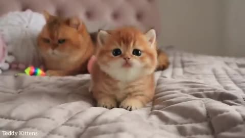 Fast cat ever