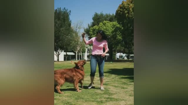 Learn how to train your dog in fun way as they are trained in Dog Training Academy