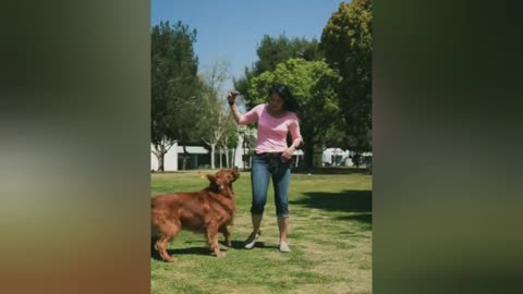 Learn how to train your dog in fun way as they are trained in Dog Training Academy