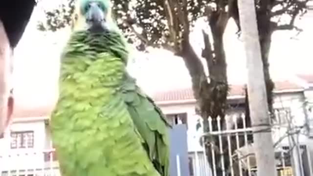 I will sell you - and he says he can't! - Parrot talking can't!