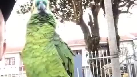 I will sell you - and he says he can't! - Parrot talking can't!