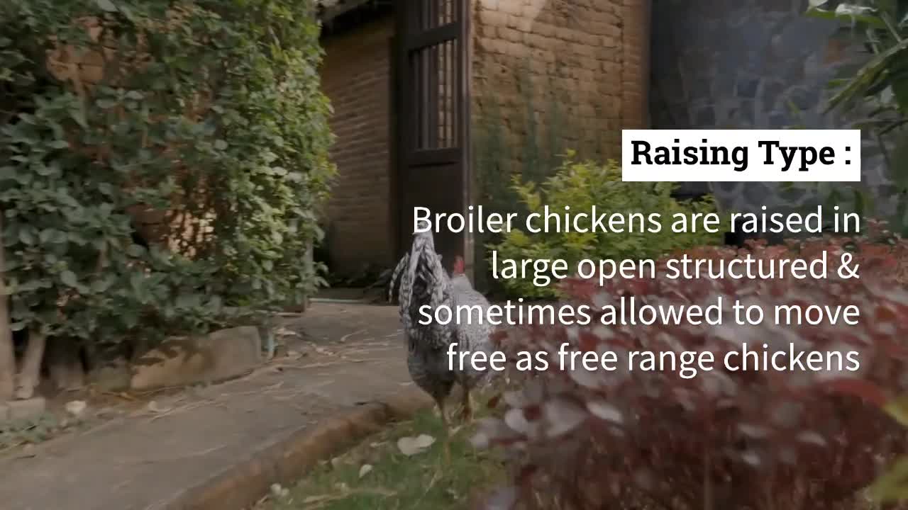 What Are Broiler Chickens? | SinLongHeng