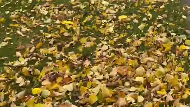 Autumn view