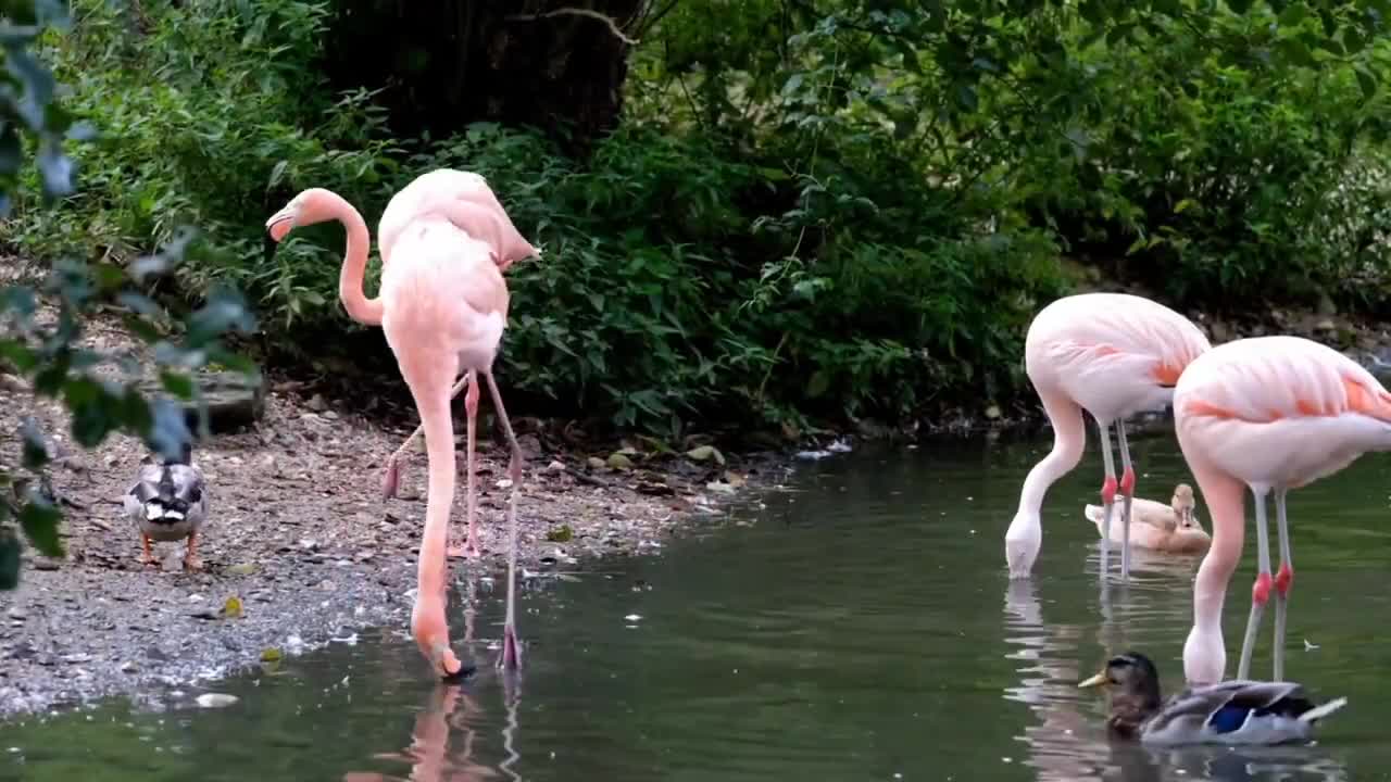 Beauty of Nature | Wild Flower, Birds, Natural Environment