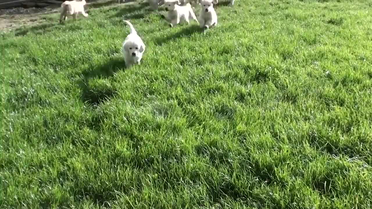 Cute Puppies playing with mother