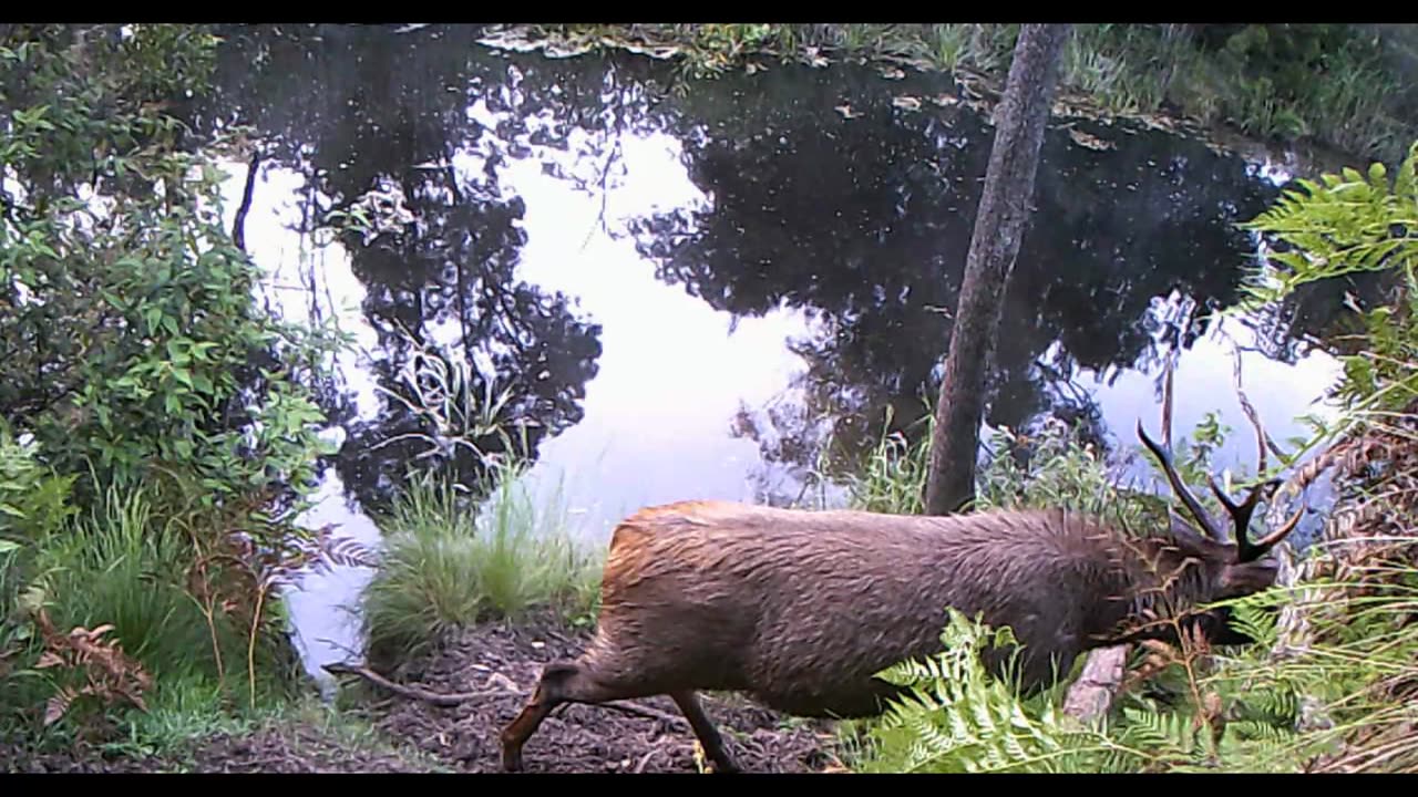 Sambar Deer Behaviour. Swimming.