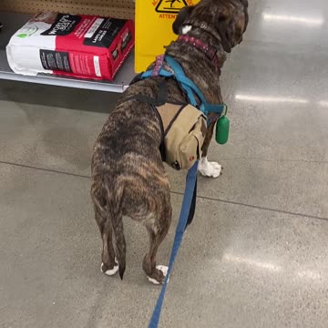 Paperwork before grooming