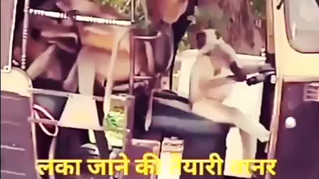 New Funny Animal WhatsApp Status 🤣 Zili Funny Video Status Monkey & Cat funny status new