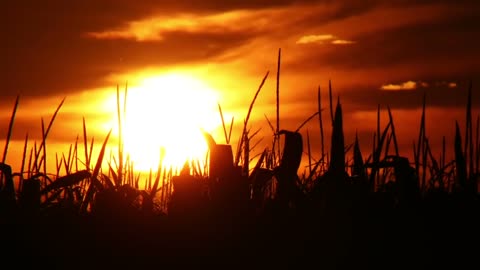 Record the most beautiful moment in nature