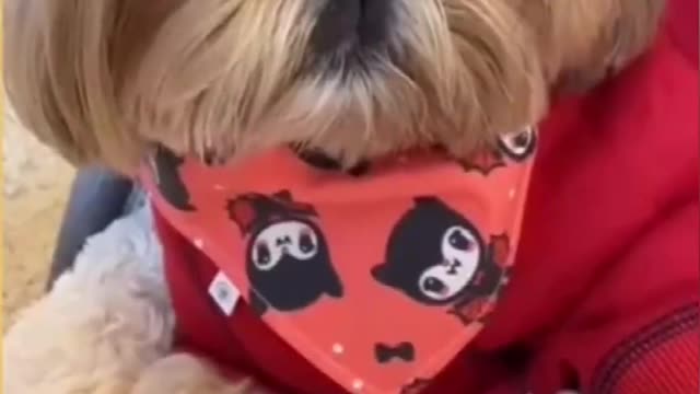 Top Funny Cute Dog Videos and TIKTOK Compilation