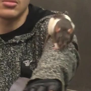 Guy has a rat crawling on his arm on subway train
