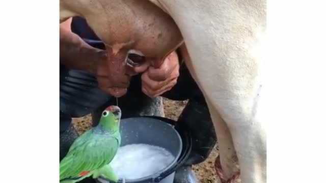 Parrot bird are eating cow's milk