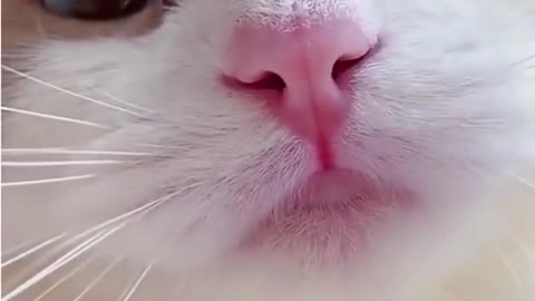 Cat cute short video