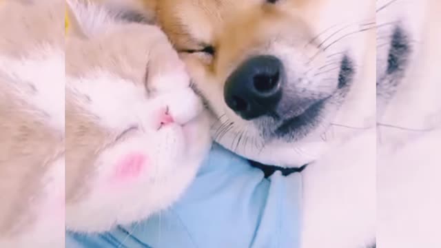 #🐶 Dog and 🐱 cat friendship