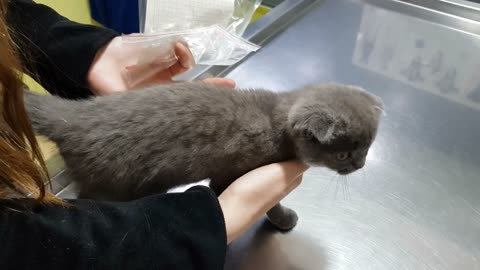 Scottish fold kitten at the veterinary getting ready for a check