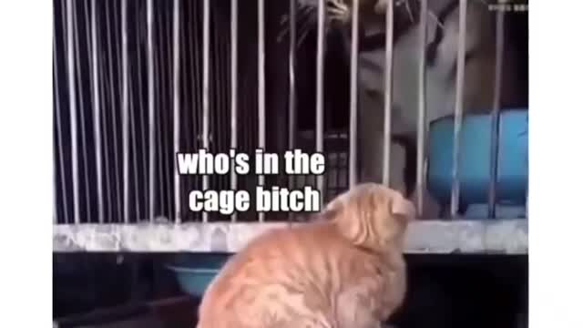 Hilarious Animals ...... #1