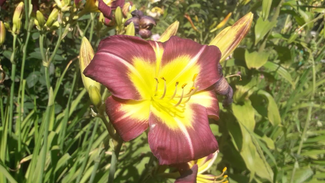 Awesome daylily