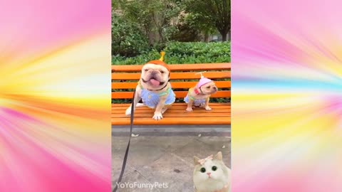 Funny Dog Video💗💗