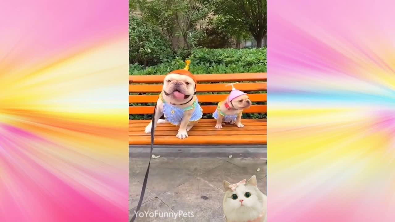 Funny Dog Video💗💗