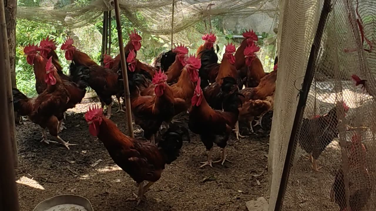 My mother's chickens