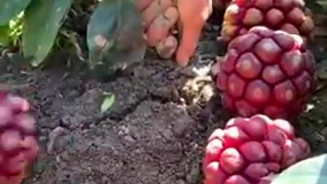 amazing fruit cutting #shorts #trending #tiktok #video #shortsfeed #viralshort #fruit cutting