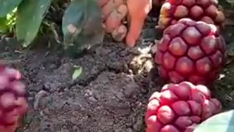 amazing fruit cutting #shorts #trending #tiktok #video #shortsfeed #viralshort #fruit cutting