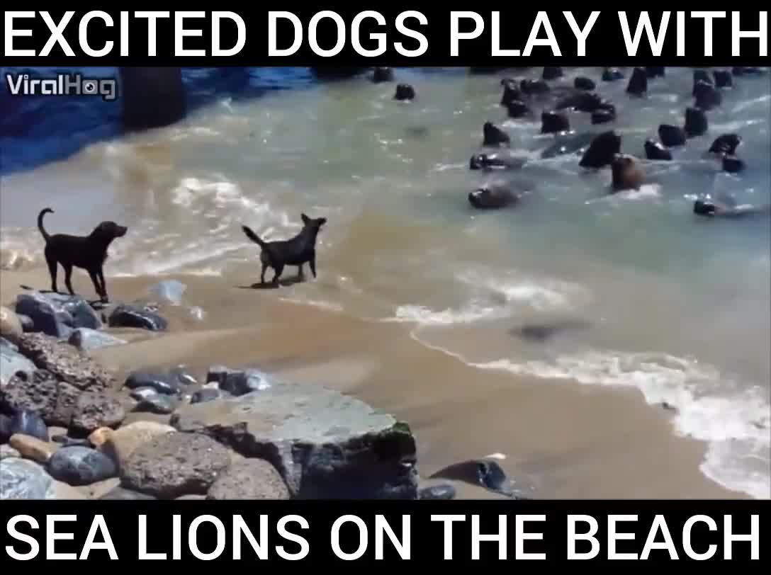 Dogs vs seal lions